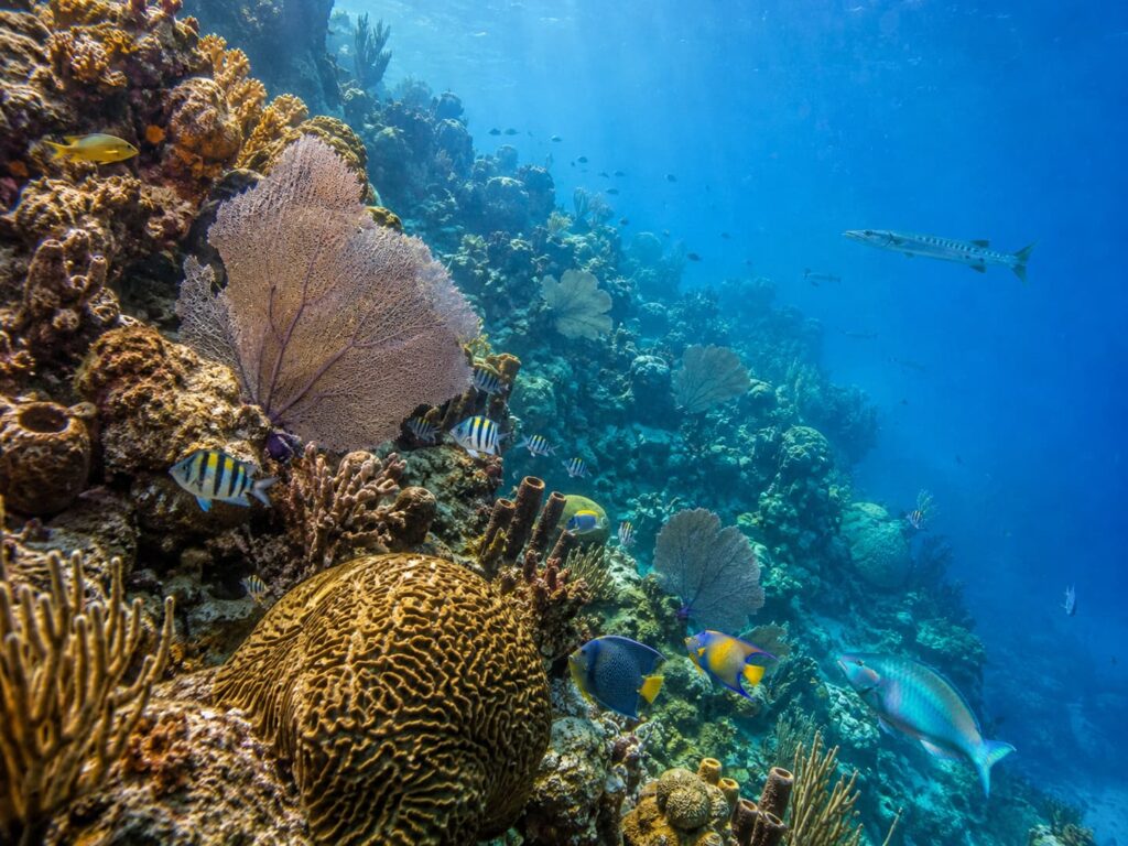 The Art of the Underwater World: What Cozumel’s Reefs Teach Us About Color, Form, and Design The Art of the Underwater World: What Cozumel’s Reefs Teach Us About Color, Form, and Design